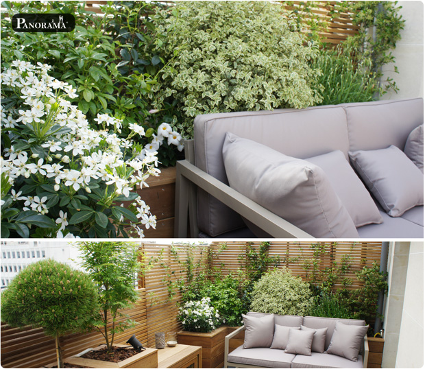 vegetaux terrasse bois pittosporum oranger mexique pin greffé panorama terrasses vincennes